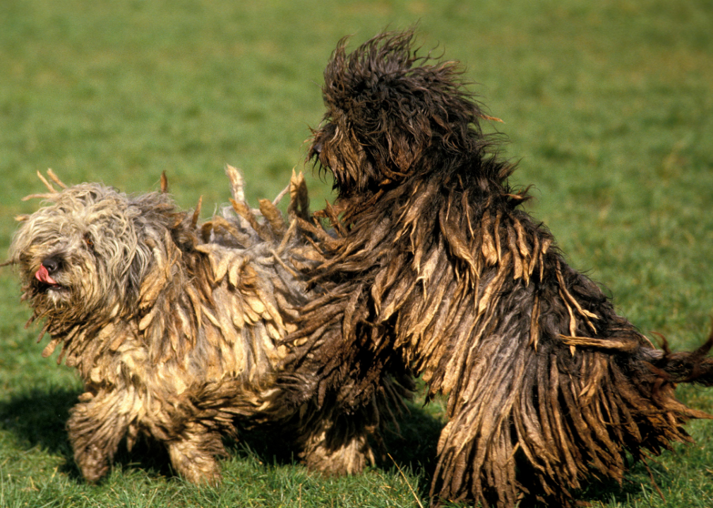 #19. Bergamasco sheepdog
